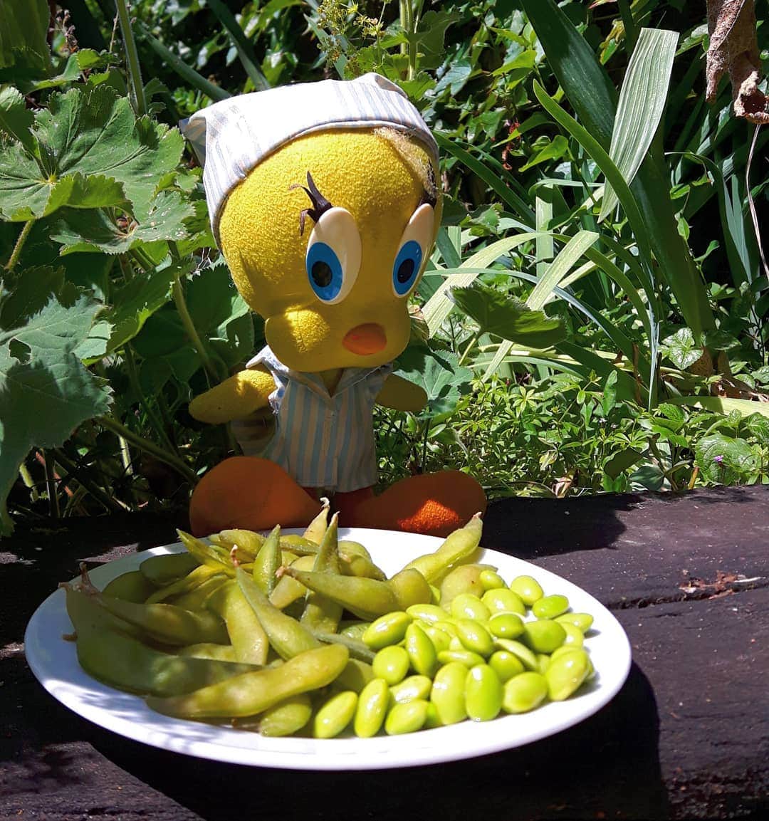 Little Yellow Birdさんのインスタグラム写真 - (Little Yellow BirdInstagram)「"Shelling my own beans"...ok, that works way better in Dutch😅 #littleyellowbird #tweety #tweetykweelapis #adventures #yellow #bird #thursday #jeeigenboontjesdoppen #indutchitmeansbeingindependent #shelling #beans #boontjes #expression #vegetables #veggies #dinner #stuffedanimalsofinstagram #plushiesofinstagram」7月4日 22時15分 - tweetykweelapis