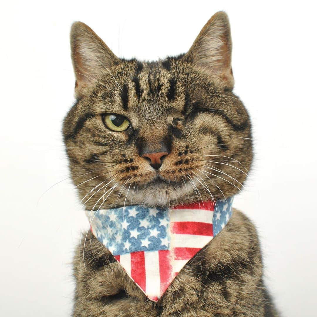 catinberlinさんのインスタグラム写真 - (catinberlinInstagram)「Happy 4th of July, furiends! www.catinberlin.com」7月4日 22時19分 - catinberlin