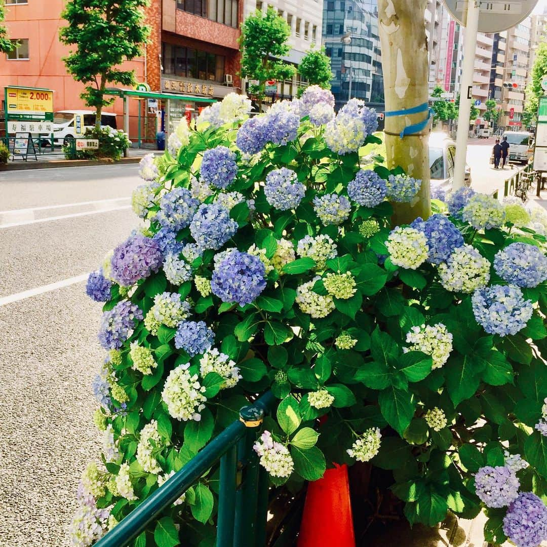 遠藤憲一さんのインスタグラム写真 - (遠藤憲一Instagram)「スタッフです。 豪雨の地域の皆様、ご無事でしたでしょうか。災害のたびに胸が痛みます。 今年ももう下半期になりましたね。 東京では紫陽花の季節も終わりつつありますが、皆さまの地域ではいかがですか？ 新橋、渋谷、銀座、新宿のあじさい。打ち合わせに行く先々で出会いました。 7月は出演ドラマのオンエアはありませんが、8/3からスタートしますので宜しくお願いします。今日も撮影です！  #それぞれの断崖」7月4日 22時26分 - enken.enstower