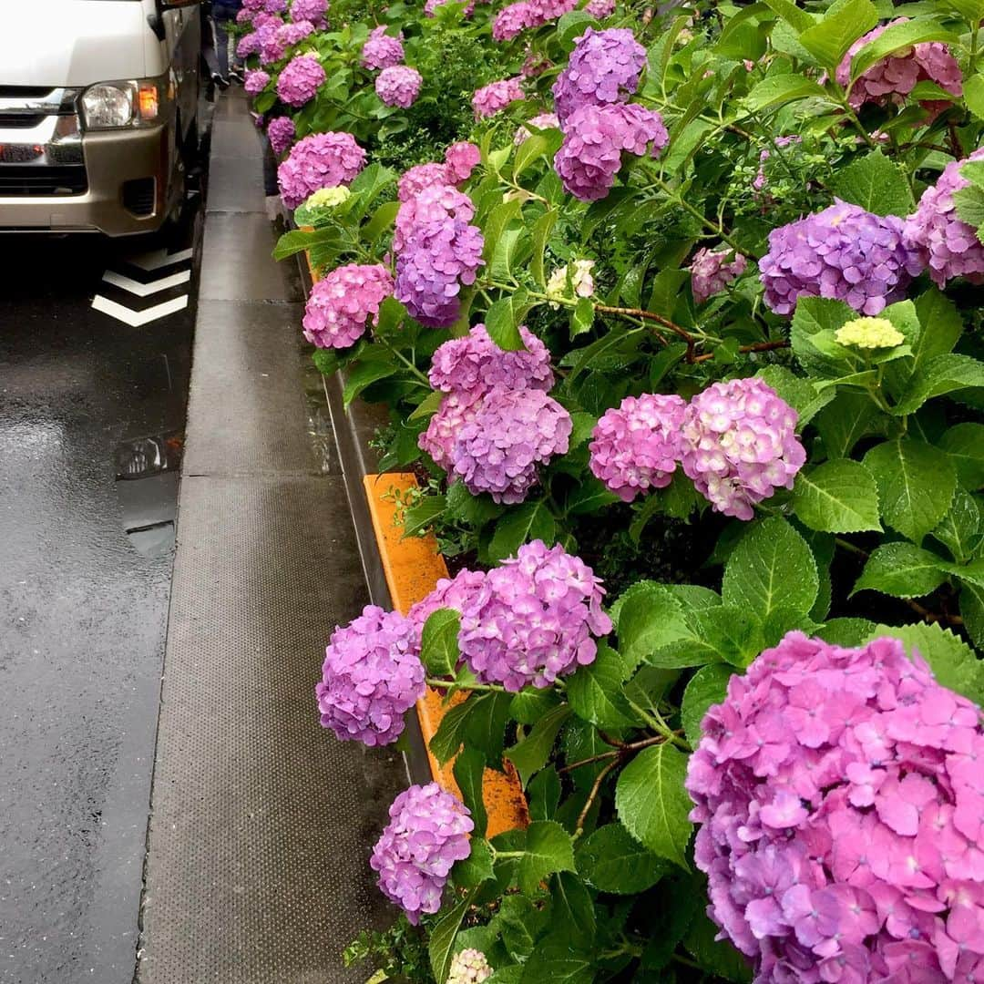 遠藤憲一さんのインスタグラム写真 - (遠藤憲一Instagram)「スタッフです。 豪雨の地域の皆様、ご無事でしたでしょうか。災害のたびに胸が痛みます。 今年ももう下半期になりましたね。 東京では紫陽花の季節も終わりつつありますが、皆さまの地域ではいかがですか？ 新橋、渋谷、銀座、新宿のあじさい。打ち合わせに行く先々で出会いました。 7月は出演ドラマのオンエアはありませんが、8/3からスタートしますので宜しくお願いします。今日も撮影です！  #それぞれの断崖」7月4日 22時26分 - enken.enstower