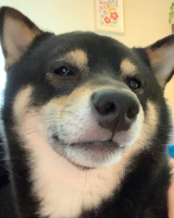?Fricko the Shiba Inu?のインスタグラム：「Just woke up from his nap, still sleepy 😂 🐾 🐾 #Keaton #🐶 #shiba #shibainu #dog #柴犬 #黒柴 #子犬 #shibalovers #shibaholics #dogoftheday #dogslife #weeklyfluff  #dogstagram  #dogscorner #shibapuppy #puppiesofinstagram」