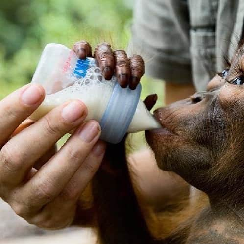 OFI Australiaさんのインスタグラム写真 - (OFI AustraliaInstagram)「Without a doubt, the most helpless #orangutans at the Care Centre are the infant orphans who often arrive malnourished, sick, & traumatized. The love & care of a mother can never be replaced but OFI caregivers provide as much support as they can as surrogate mothers to the babies! ____________________________________________ 🐒 OFIA Founder: Kobe Steele 💌 kobe@ofiaustralia.com | OFIA Patron and Ambassador: @drbirute @orangutanfoundationintl www.orangutanfoundation.org.au 🐒  #orangutan #orphan #rescue #rehabilitate #release #BornToBeWild #Borneo #Indonesia #CampLeakey #orangutans #savetheorangutans #sayNOtopalmoil #palmoil #deforestation #destruction #rainforest #instagood #photooftheday #environment #nature #instanature #endangeredspecies #criticallyendangered #wildlife #orangutanfoundationintl #ofi #drbirute #ofi_australia #ofia #FosterAnOrangutanToday」7月4日 22時35分 - ofi_australia