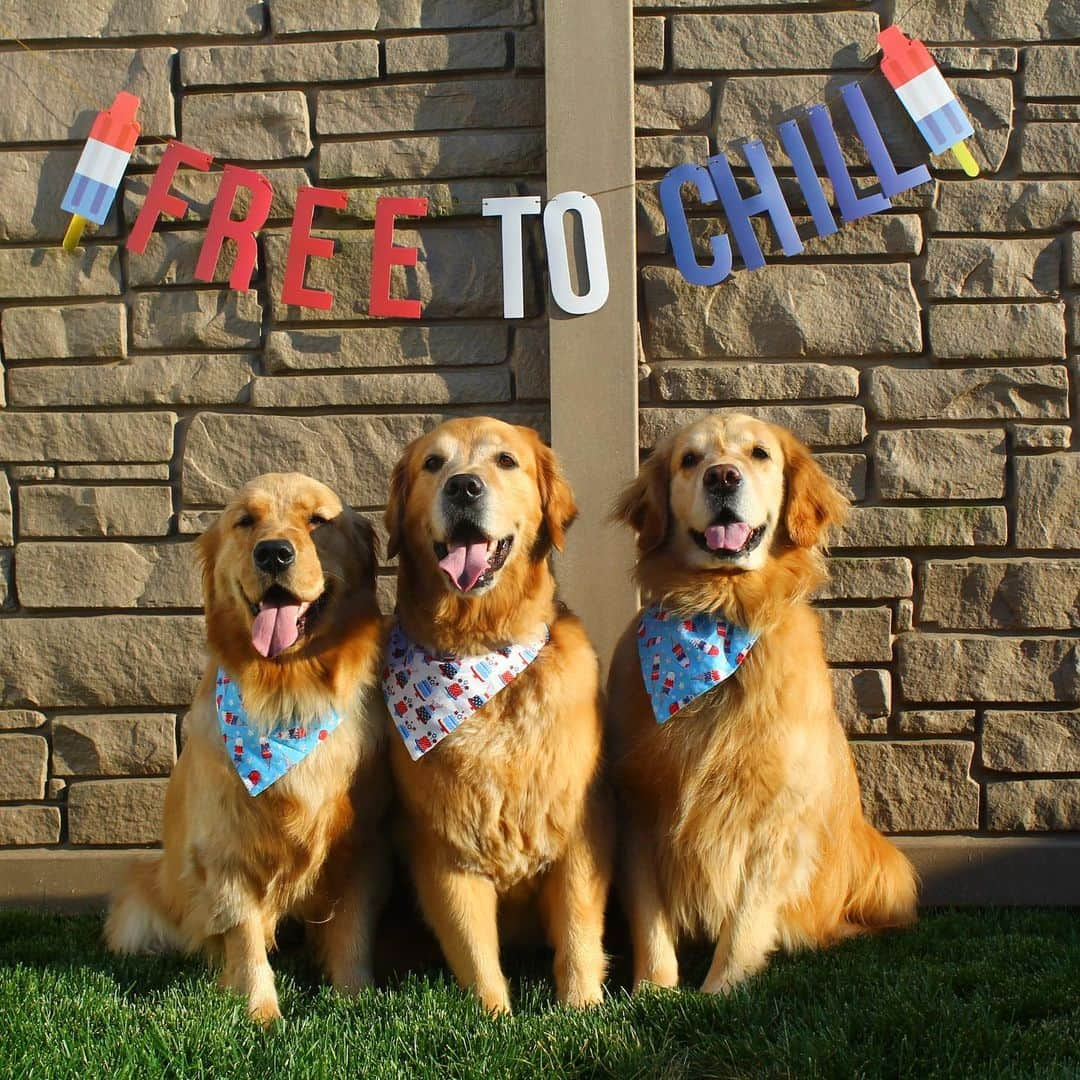 モヒートさんのインスタグラム写真 - (モヒートInstagram)「Could we be any cuter? The answer is no. 🇺🇸 ------------------------------- #goldensofig #goldenretriever  #goldenretrieversofinstagram #betterwithpets #dogsofig  #dogsofinstagram #fluffypack #gloriousgoldens #welovegoldens #ilovemydog #goldenlife #bestwoof #ProPlanDog #ilovegolden_retrievers #mydogiscutest #retrieversgram #dogsofcle  #fourthofjuly #4thofjuly #merica #usa」7月5日 9時37分 - mojito_rose_family