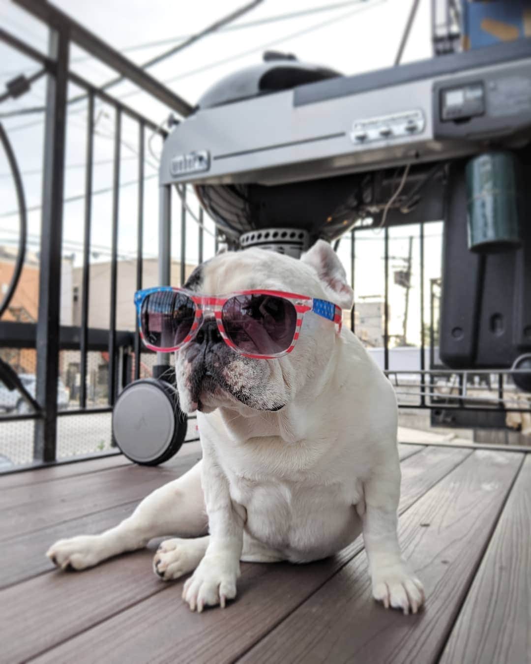 Manny The Frenchieのインスタグラム：「Had the best seat all day...near the grill! 😋 #happy4thofjuly everyone! 🇺🇸」