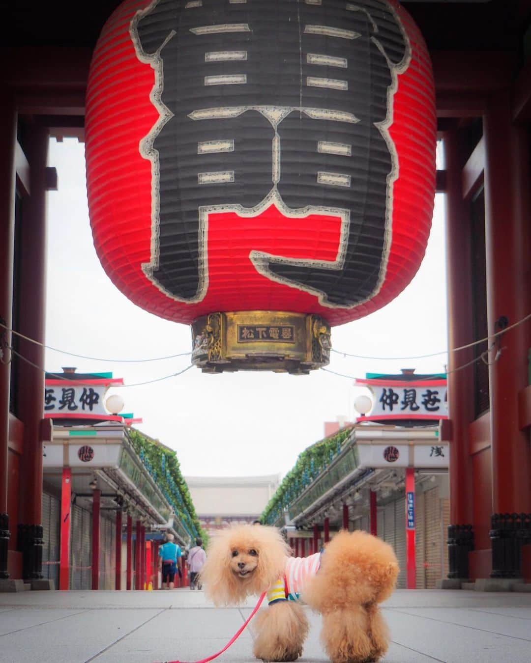 Toypoodle Mikuru?Asakusa Tokyoさんのインスタグラム写真 - (Toypoodle Mikuru?Asakusa TokyoInstagram)「20190705 Friday. Good morning! Friends 💕 やっと金曜日だよー😆😆😆 . ❶ 雷門と極嬢桃尻 ❷ 強奪みきゅるん動画😰 ❸ 仲見世通りで主役は鳩🕊 ❹❺ 被官稲荷神社のキツネちゃんが夏詣支度。みんな違う帽子かぶってるよ🥰 ❻ 雷門背負って行きてく覚悟 ❼ 浅草駅発 . 昨夜は頑張って1時間以上の夜お散歩しました。 お陰で、みくるも夜中に起こしにくることなくゆっくりと寝れました😆 と、言いたいところですが😯 3時間おきに みきゅるんにサプリを飲ませているので、反対にぐっすり眠る😴みくるを起こす羽目になりました😅 しのびないけど仕方ないね😓 . 今日一日頑張ればお休みのですよ❗️ まってろよ❗️みきゅるん😆 . #雷門 #極嬢桃尻 #被官稲荷神社」7月5日 8時15分 - purapura299