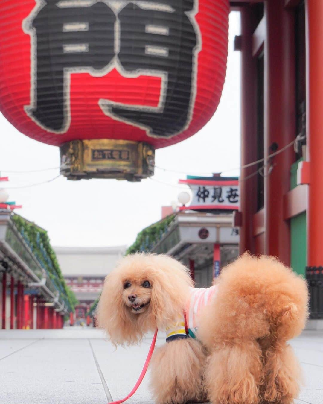 Toypoodle Mikuru?Asakusa Tokyoのインスタグラム