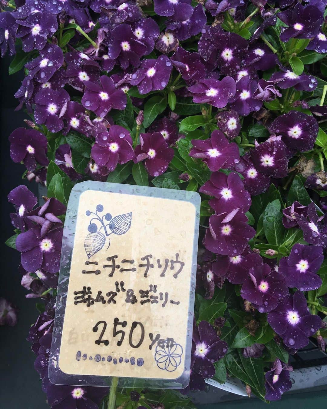 MILLE ECLAT.のグルメインスタ