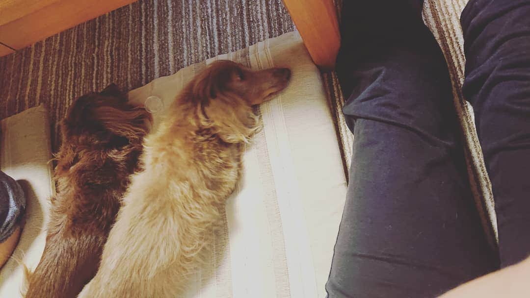 くるみんのインスタグラム：「* 2ワン、座布団使用 飼い主、床  #ミニチュアダックスフンド #ミニチュアダックスフント #ミニチュアダックス #イザベラタン #イザベラ #カニンヘンダックスフント #カニンヘン #カニンヘンダックス #カニンヘンダックスフンド #チョコタンダックス #チョコタン #ダックス多頭飼い #ダックスフンドカニンヘン #ダックスフント #ダックス #ダックスフンド #わんこなしでは生きていけません会 #ワンコなしでは生きて行けません会 #いぬばか部 #いぬすたぐらむ #短足部 #dachshundgram #dachshund #dogstagram #kyounodachs #instagramdog #instadachs #todayswanko #7pets_1day #dachshund_feature」