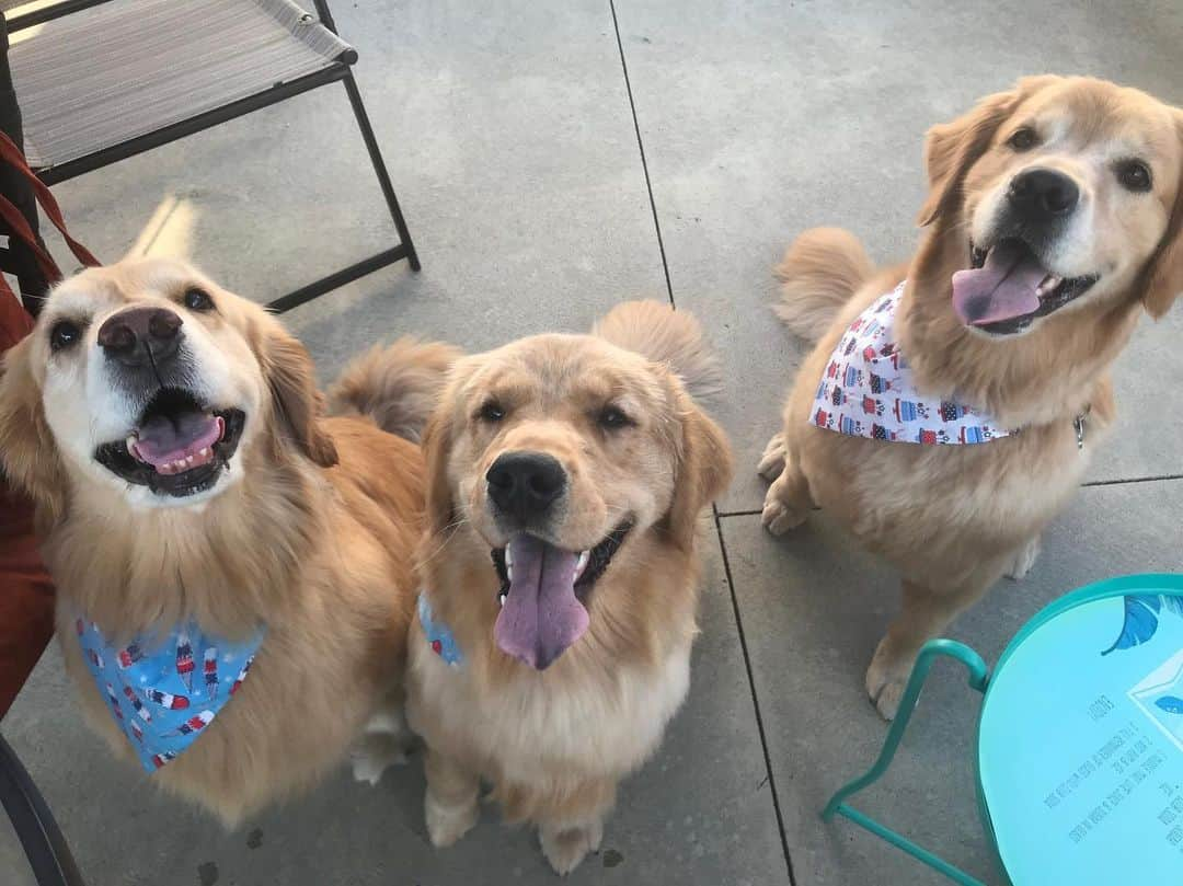 モヒートさんのインスタグラム写真 - (モヒートInstagram)「Happy #fourthofjuly from our crew to yours 🎉🎆🎇🇺🇸 ------------------------------- #goldensofig #goldenretriever  #goldenretrieversofinstagram #betterwithpets #dogsofig  #dogsofinstagram #fluffypack #gloriousgoldens #welovegoldens #ilovemydog #goldenlife #bestwoof #ProPlanDog #ilovegolden_retrievers #mydogiscutest #retrieversgram #dogsofcle  #merica #4thofjuly」7月5日 8時26分 - mojito_rose_family