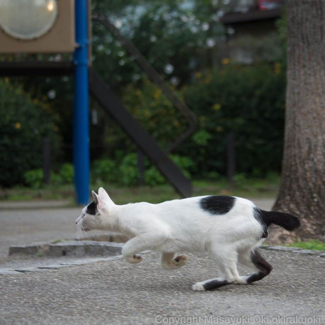 Masayukiさんのインスタグラム写真 - (MasayukiInstagram)「二足。  おはようございます。 Good morning from Tokyo Japan ☁️ #cat #ねこ」7月5日 8時51分 - okirakuoki