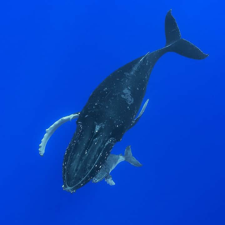 ナショナルジオグラフィックさんのインスタグラム写真 - (ナショナルジオグラフィックInstagram)「Photo by Brian Skerry @BrianSkerry | A recently born humpback whale calf peeks out from beneath its mother’s chin in the waters off the Cook Islands in the South Pacific. Humpback moms invest a lot into their offspring, with a gestation that lasts nearly a year.  They spend the first year of the calf’s life teaching it all the skills it will need to survive in the sea. These bonds are strong and are an important element of whale culture.  Follow @BrianSkerry to see more ocean wildlife images and to read about these fascinating animals. #whales #humpbackwhales #parenting #whaleculture」7月5日 0時36分 - natgeo