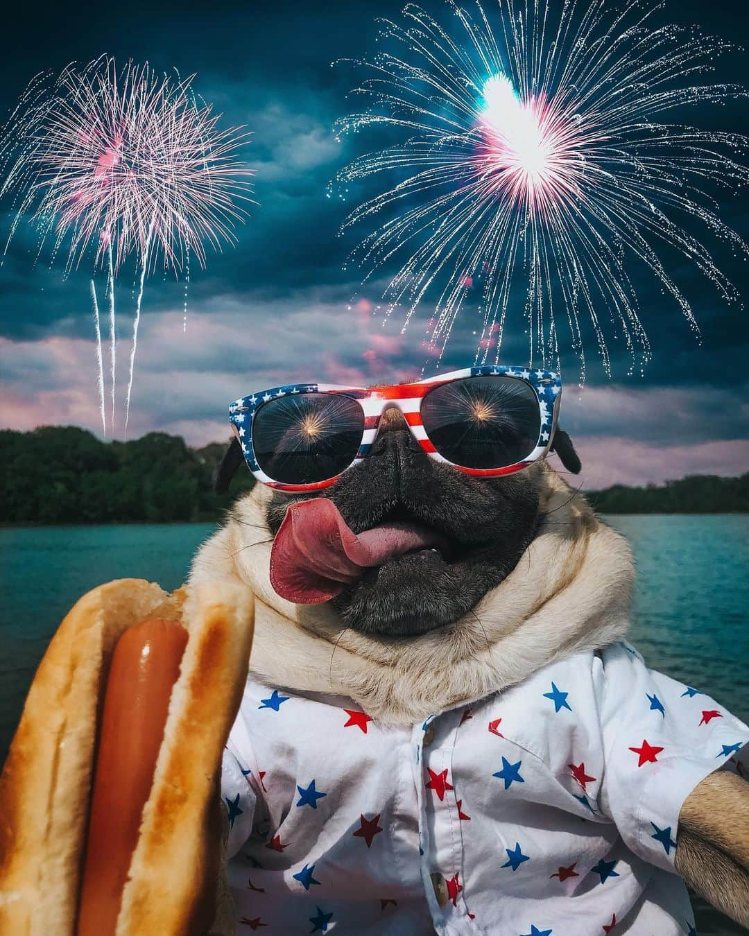 itsdougthepugさんのインスタグラム写真 - (itsdougthepugInstagram)「“Proud to be a Pugmerican” -Doug」7月5日 0時42分 - itsdougthepug