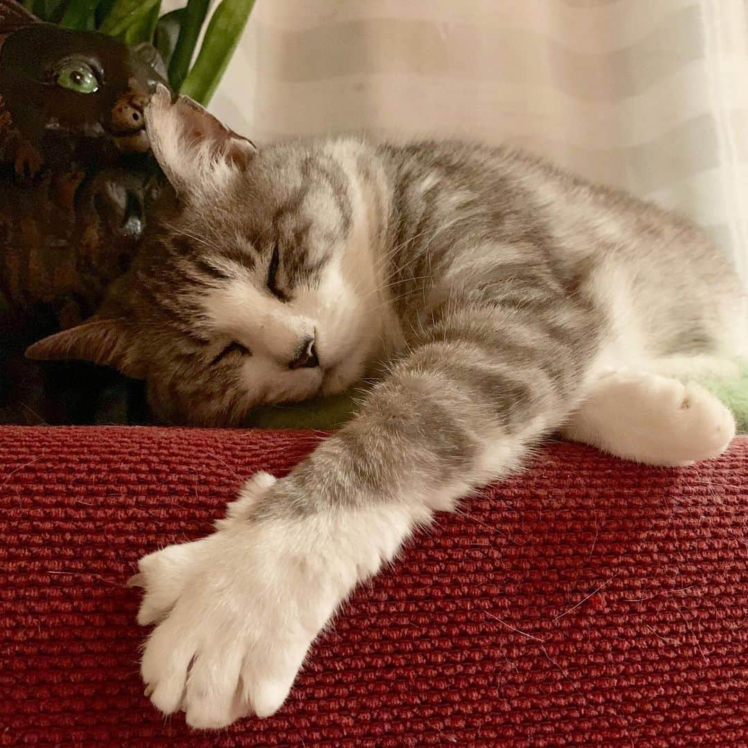 坂本美雨さんのインスタグラム写真 - (坂本美雨Instagram)「なんでこんなかわいい生きものがうちにいるんだろ #cat #サバ美」7月5日 0時45分 - miu_sakamoto