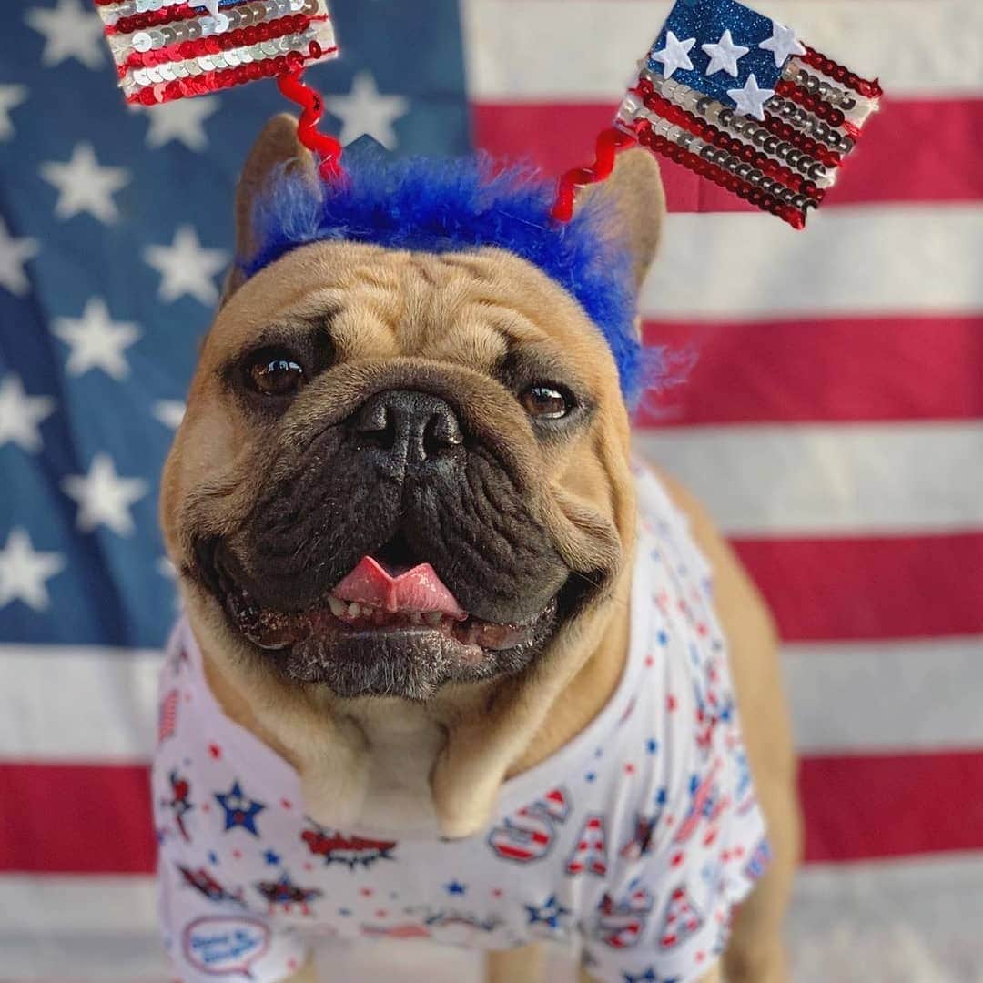 French Bulldogさんのインスタグラム写真 - (French BulldogInstagram)「We hope you have a star-spangled day filled with the independence and freedom to eat all the hoomans snacks. Happy 4th, friends! ⭐️ 🇺🇸 ⁣ ... @luciano_thefrenchie @frankiedanger_frenchie @mustloveluna_and_leroy @lilo_the_french_bulldog3 @stanton.odin.oakley @mack_daddy_the_frenchie @oobie_the_frenchie . . . . . #frenchbull #frenchbulldogs #frenchie #bullypics #bulldogs#frenchbulldoglife #法国斗牛犬 #frenchbulldogpuppy#frenchyfanatics #frenchielovers #frenchielove#buhistagram #frenchielife #frenchbulldogsofinstagram#franskbulldog #frenchiebulldog #frenchiephotos #buhigram#frenchbulldog #frenchiegram #bullys」7月5日 0時52分 - frenchie.world