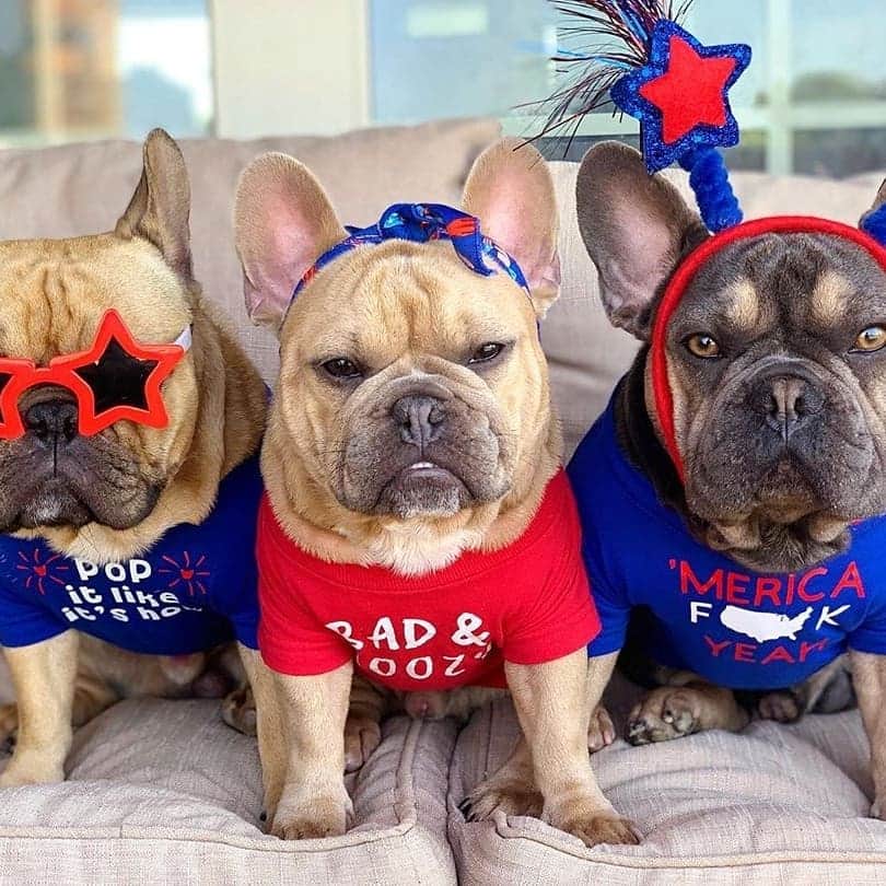 French Bulldogさんのインスタグラム写真 - (French BulldogInstagram)「We hope you have a star-spangled day filled with the independence and freedom to eat all the hoomans snacks. Happy 4th, friends! ⭐️ 🇺🇸 ⁣ ... @luciano_thefrenchie @frankiedanger_frenchie @mustloveluna_and_leroy @lilo_the_french_bulldog3 @stanton.odin.oakley @mack_daddy_the_frenchie @oobie_the_frenchie . . . . . #frenchbull #frenchbulldogs #frenchie #bullypics #bulldogs#frenchbulldoglife #法国斗牛犬 #frenchbulldogpuppy#frenchyfanatics #frenchielovers #frenchielove#buhistagram #frenchielife #frenchbulldogsofinstagram#franskbulldog #frenchiebulldog #frenchiephotos #buhigram#frenchbulldog #frenchiegram #bullys」7月5日 0時52分 - frenchie.world