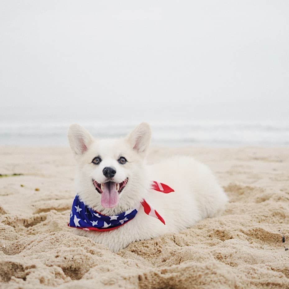 Winston the White Corgiのインスタグラム