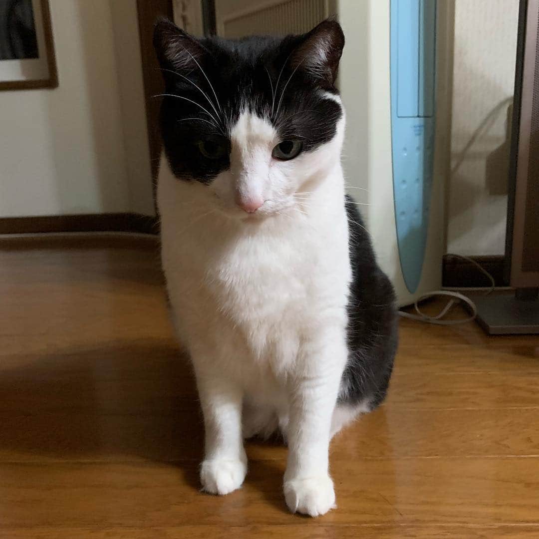 野間美由紀のインスタグラム：「佇む猫🐱」