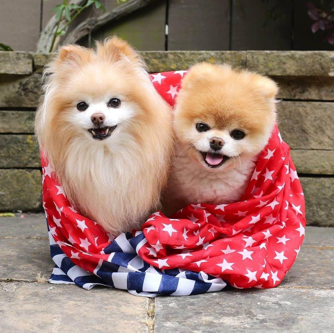 Buddy Boo Blueさんのインスタグラム写真 - (Buddy Boo BlueInstagram)「Happy 4th of July! There are a lot of pups that run away scared every year today. Please hold your pups close and in a secure place today, and give them some extra love ❤️💙🇺🇸」7月5日 1時31分 - buddyboowaggytails
