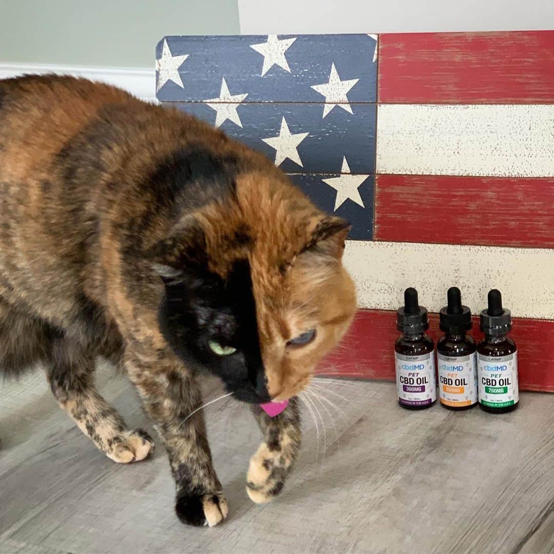 Venus Cat さんのインスタグラム写真 - (Venus Cat Instagram)「Is your pet afraid of fireworks? 🙀🙀 Last year, for the very first time, we tried CBD oil from @cbdmd.usa which we found worked better for those 4th of July fireworks fears than anything we had tried before. It helped us feel more relaxed but not zoned out because their products do not contain THC.  Testimonials from friends and rescues were what made the humans decide to try it for us initially so we wanted to share our true experience/testimonial in case you feel it may help your pet with fears or anxieties.  Halo highly recommends the treats! We kitties get a few drops in our meals.😋 (Ginger not pictured because she’s so tough she’s not scared of a darn thing!) Have a happy & safe 4th of July everyone from Venus, Roo, Tater Tot, Halo, Ginger! 🇺🇸 🦅  To learn more about how CBD oil may be helpful to your pet go to www.cbdMD.com (link in bio). Use coupon code VENUS for 20% off your 1st order. #cbdoil #sponsored」7月5日 1時48分 - venustwofacecat