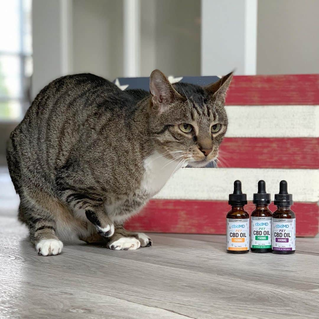 Venus Cat さんのインスタグラム写真 - (Venus Cat Instagram)「Is your pet afraid of fireworks? 🙀🙀 Last year, for the very first time, we tried CBD oil from @cbdmd.usa which we found worked better for those 4th of July fireworks fears than anything we had tried before. It helped us feel more relaxed but not zoned out because their products do not contain THC.  Testimonials from friends and rescues were what made the humans decide to try it for us initially so we wanted to share our true experience/testimonial in case you feel it may help your pet with fears or anxieties.  Halo highly recommends the treats! We kitties get a few drops in our meals.😋 (Ginger not pictured because she’s so tough she’s not scared of a darn thing!) Have a happy & safe 4th of July everyone from Venus, Roo, Tater Tot, Halo, Ginger! 🇺🇸 🦅  To learn more about how CBD oil may be helpful to your pet go to www.cbdMD.com (link in bio). Use coupon code VENUS for 20% off your 1st order. #cbdoil #sponsored」7月5日 1時48分 - venustwofacecat