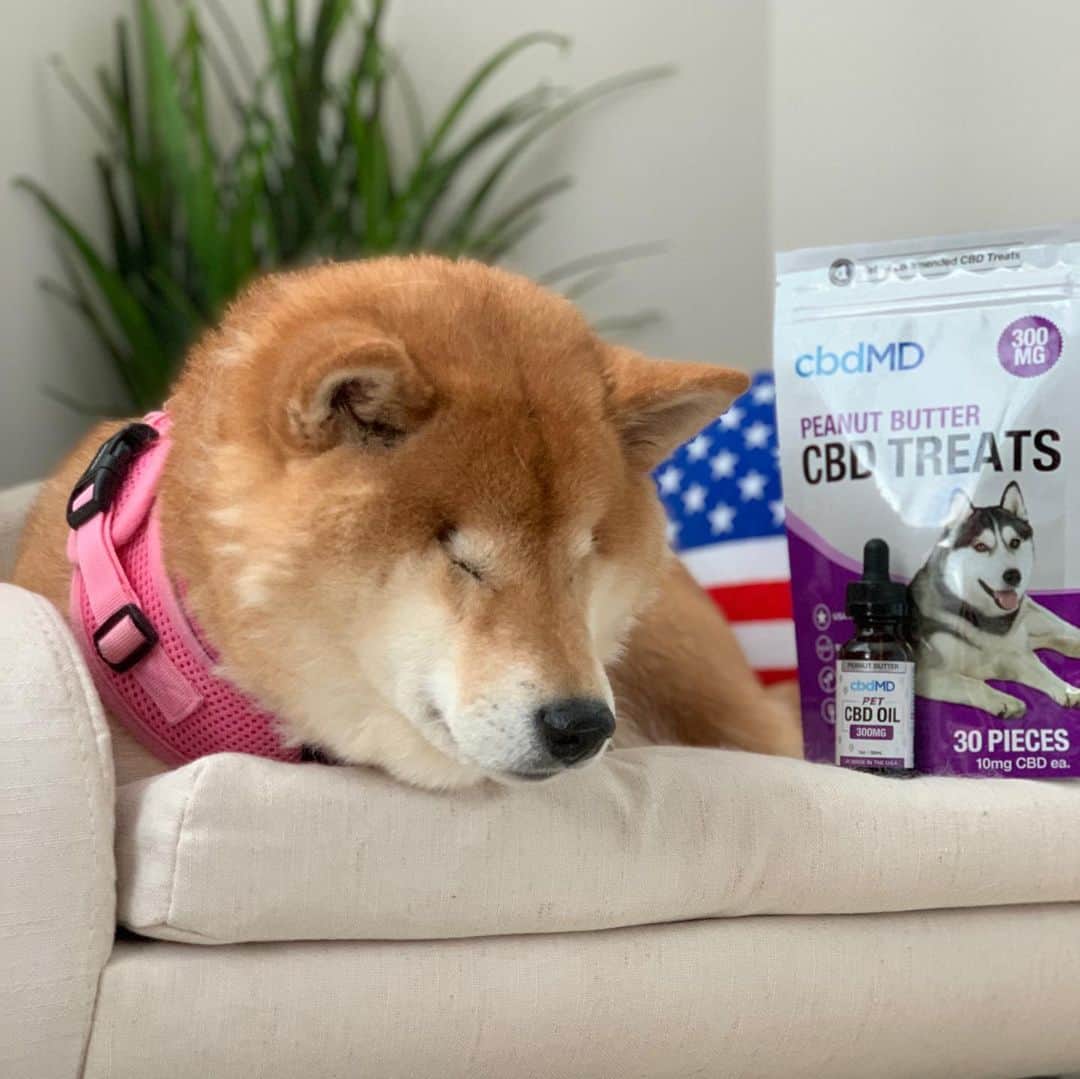 Venus Cat さんのインスタグラム写真 - (Venus Cat Instagram)「Is your pet afraid of fireworks? 🙀🙀 Last year, for the very first time, we tried CBD oil from @cbdmd.usa which we found worked better for those 4th of July fireworks fears than anything we had tried before. It helped us feel more relaxed but not zoned out because their products do not contain THC.  Testimonials from friends and rescues were what made the humans decide to try it for us initially so we wanted to share our true experience/testimonial in case you feel it may help your pet with fears or anxieties.  Halo highly recommends the treats! We kitties get a few drops in our meals.😋 (Ginger not pictured because she’s so tough she’s not scared of a darn thing!) Have a happy & safe 4th of July everyone from Venus, Roo, Tater Tot, Halo, Ginger! 🇺🇸 🦅  To learn more about how CBD oil may be helpful to your pet go to www.cbdMD.com (link in bio). Use coupon code VENUS for 20% off your 1st order. #cbdoil #sponsored」7月5日 1時48分 - venustwofacecat