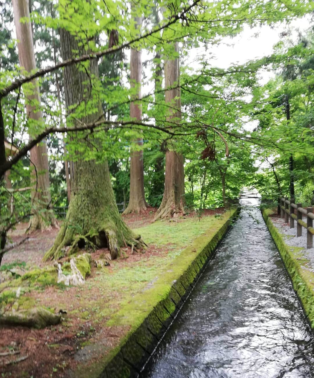 杉山由紀子のインスタグラム：「⛩️浅間神社⛩️ * 富士山のすぐ近くにある最古の神社といわれてるところだけあって、かなり氣がすんでた✨ * 見えないけど直感かなりあるタイプ♪♪ * ほんと凄いパワースポットでした！！ *  みんなと行けて嬉しい💞 * * #浅間神社 #富士山 #神社 #パワースポット #氣 #やばい #すごい #エネルギー #直感 #またいきたい」