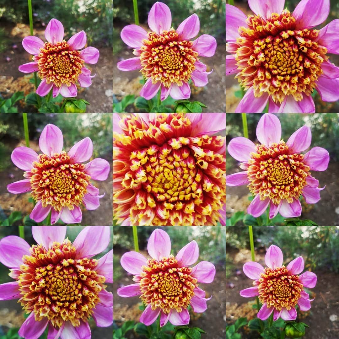 ガソリングラマーさんのインスタグラム写真 - (ガソリングラマーInstagram)「HAD TO POST AGAIN SO BEAUTIFUL FIRST DAHLIA BLOOM OF 2019 🏵🌸 #TWILITE #GASOLINEGARDEN #ILOVEGARDENS #GARDENSRULE #GARDENCHURCH #GARDENPARTY #GARDENMAGIC #AVANTGARDEN #GARDENS #GARDENGANGSTER #garden #gardenlife #GARDENER #gardentime #GARDENING #VEGETABLEGARDEN #FLOWERS #FLOWERPOWER #plants #CACTUS  #DAHLIAS  #ANEMONEDAHLIA #AYEARINFLOWERS  #week4 #shadowhills  #THANKYOU @swanislanddahlias  #swanislanddahlias @gasolineglamour  #GASOLINEGLAMOUR」7月5日 1時49分 - gasolineglamour