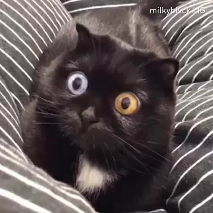 のインスタグラム：「When the catnip kicks in ⠀ ⠀ 📹@milkyblvck⠀ ⠀ #meowed #milkyblvck #blackcat #牛奶 #NiuNai #牛奶小奶牛 #👀」