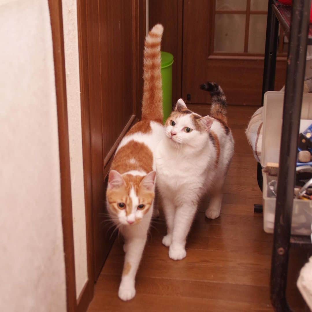 Kachimo Yoshimatsuさんのインスタグラム写真 - (Kachimo YoshimatsuInstagram)「ミケ子とおいなりちゃん Mikeko & Oinaru-chan #uchinonekora #mikeko #oinari  #neko #cat #catstagram #kachimo #猫 #ねこ #うちの猫ら http://kachimo.exblog.jp」7月5日 2時01分 - kachimo