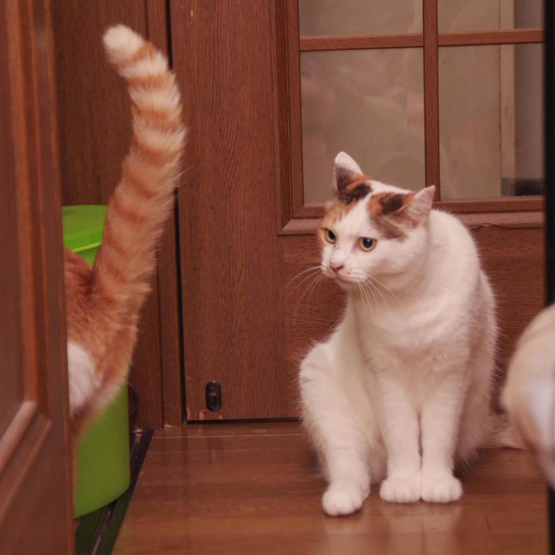 Kachimo Yoshimatsuさんのインスタグラム写真 - (Kachimo YoshimatsuInstagram)「ミケ子とおいなりちゃん Mikeko & Oinaru-chan #uchinonekora #mikeko #oinari  #neko #cat #catstagram #kachimo #猫 #ねこ #うちの猫ら http://kachimo.exblog.jp」7月5日 2時01分 - kachimo