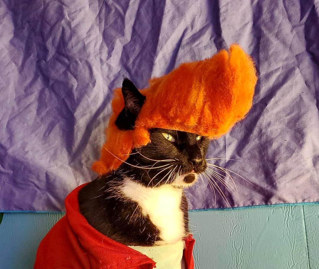 猫コスプレさんのインスタグラム写真 - (猫コスプレInstagram)「Here is the blank you want to do your own "Not sure if..." Fry meme.  #meme #memes #futurama #philipjfry #notsureif #catcostume #catcosplay」7月5日 3時12分 - cat_cosplay