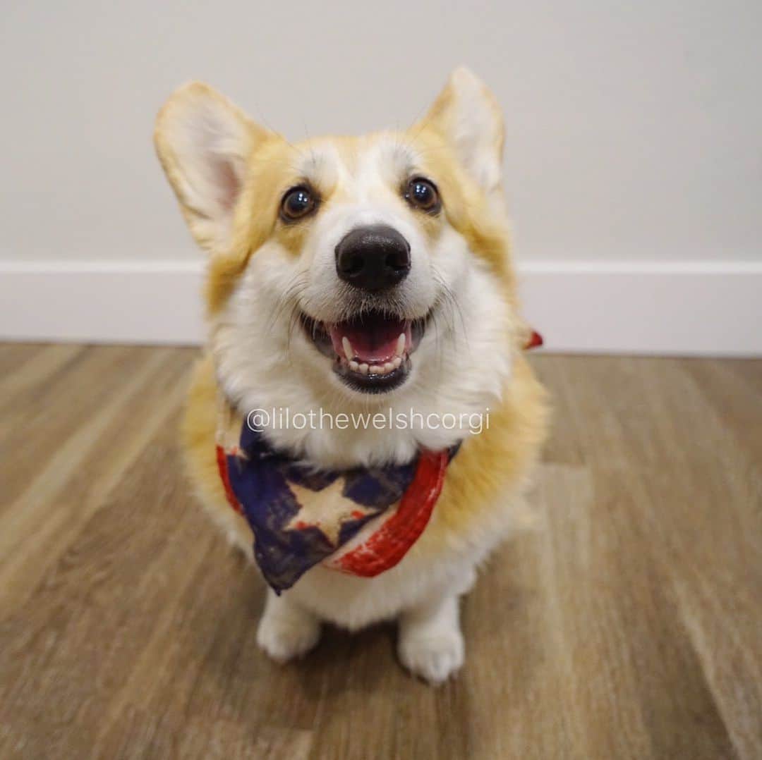 Liloさんのインスタグラム写真 - (LiloInstagram)「Happy 4th of July everypawdy! I’ll be waiting patiently next to you for you to drop some BBQ woof... 🤤 🇺🇸」7月5日 3時37分 - lilothewelshcorgi