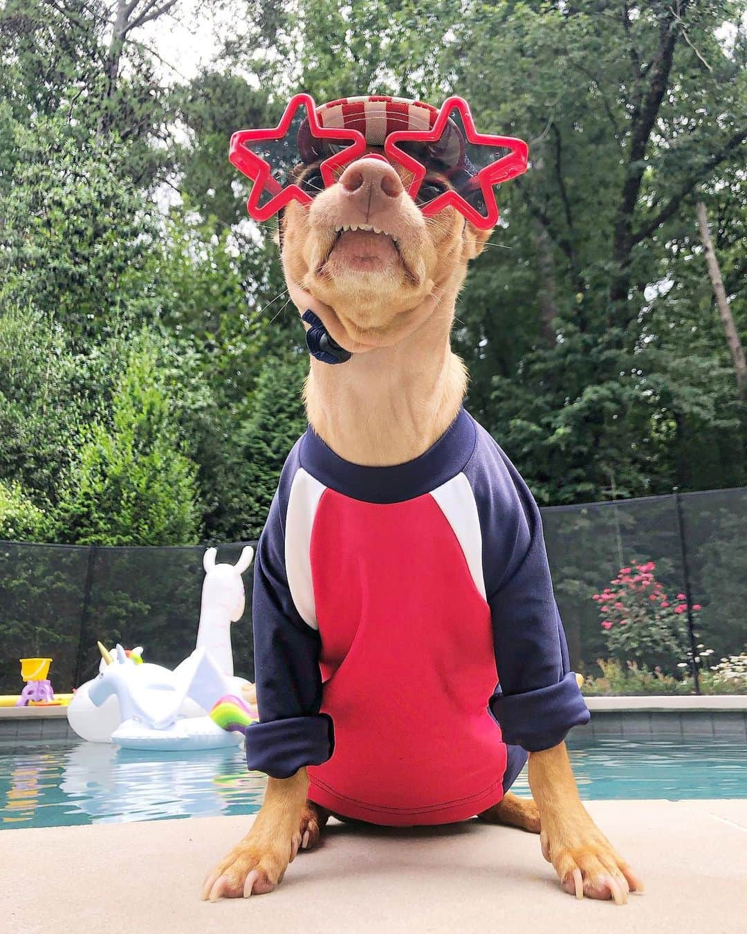 Tuna {breed:chiweenie} さんのインスタグラム写真 - (Tuna {breed:chiweenie} Instagram)「He doesn’t mess around when it comes to celebrating holidays. He takes them V seriously. #likeaboss #happy4th」7月5日 3時45分 - tunameltsmyheart