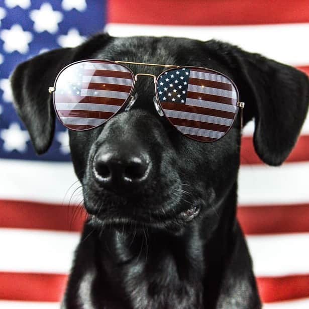 ブロディ・ジェンナーのインスタグラム：「Please do our furry friends a favor and keep them inside during the fireworks. Happy Fourth of July to alll ❤️」