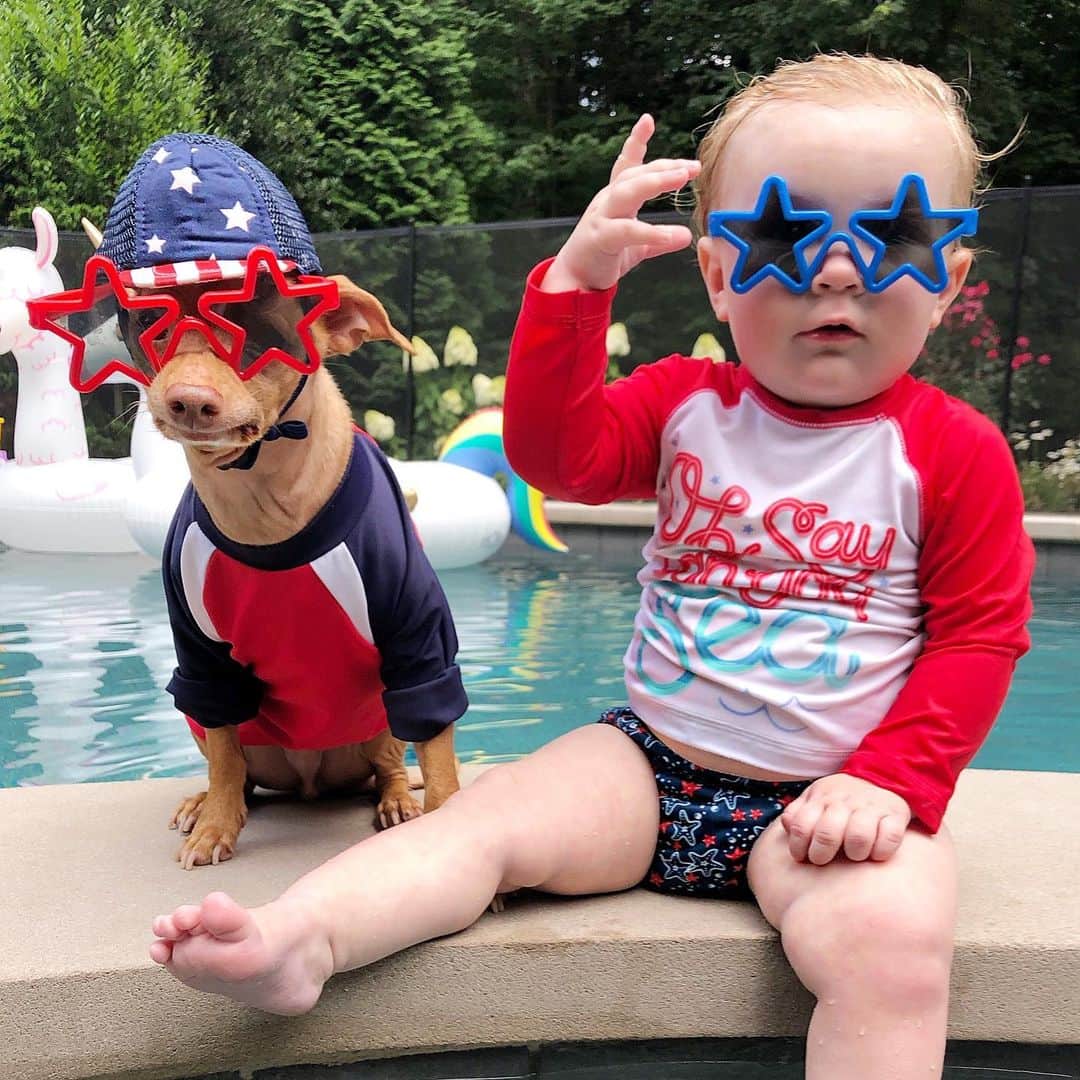 Tuna {breed:chiweenie} さんのインスタグラム写真 - (Tuna {breed:chiweenie} Instagram)「His sister doesn’t mess around either. 👊🇺🇸 #squadgoals #thighs #happy4th」7月5日 3時58分 - tunameltsmyheart