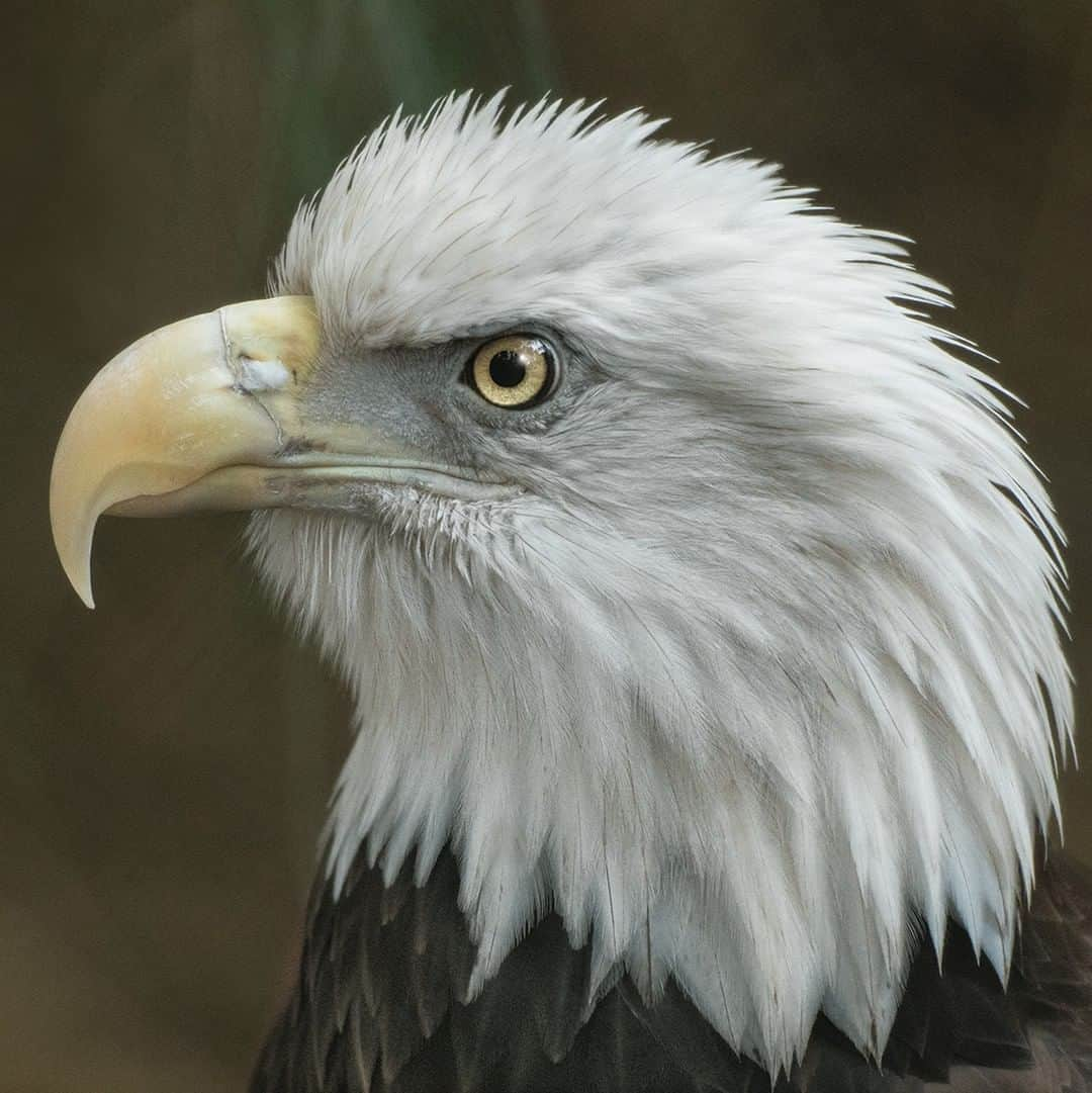 San Diego Zooさんのインスタグラム写真 - (San Diego ZooInstagram)「Let's take a minute to fowl in love with our nation's symbol, the bald eagle. 🦅🇺🇸 ✅When it loses a feather on one wing, it will lose a matching one on the other. This way it doesn’t lose its balance. ✅Its grip strength is 10 times that of the average human. 🤝 ✅Its wingspan is up to 8 ft. ✅By 1982 the bald eagle had become endangered in 43 states. Fortunately, the regulation of pesticides and its protected status helped the bald eagle make a dramatic comeback in some states.  #happy4thofjuly #independenceday #baldeagle #birdsofprey #birdstagram #sandiegozoo」7月5日 4時01分 - sandiegozoo