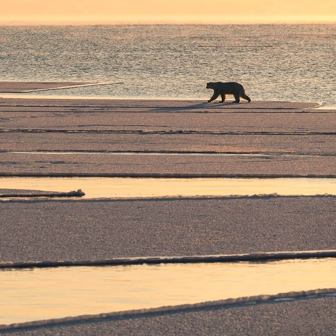 National Geographic Travelさんのインスタグラム写真 - (National Geographic TravelInstagram)「Photo by @daisygilardini | By April, the pack ice in the frozen fjords of Svalbard are slowing opening up. This young bear is scouting the ice edge, looking for seals. Of the eight species of bears, polar bears are the only bear to be truly carnivorous. They are at the top of the Arctic food chain, and seals represent 90% of their diet. As apex predators, polar bears are exposed to high levels of pollutants, which accumulate in the food chain. Therefore, they’re a good indicator of the health of the entire Arctic ecosystem. Follow me, @daisygilardini, for more images and behind-the-scenes stories. #polarbear #arctic #packice #Svalbard #climatechange」7月5日 4時04分 - natgeotravel