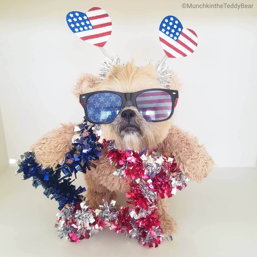 Original Teddy Bear Dogさんのインスタグラム写真 - (Original Teddy Bear DogInstagram)「When you go all out for the holidays 🐶🐻 Happy 4th of July! ❤️💙」7月5日 4時28分 - munchkintheteddybear