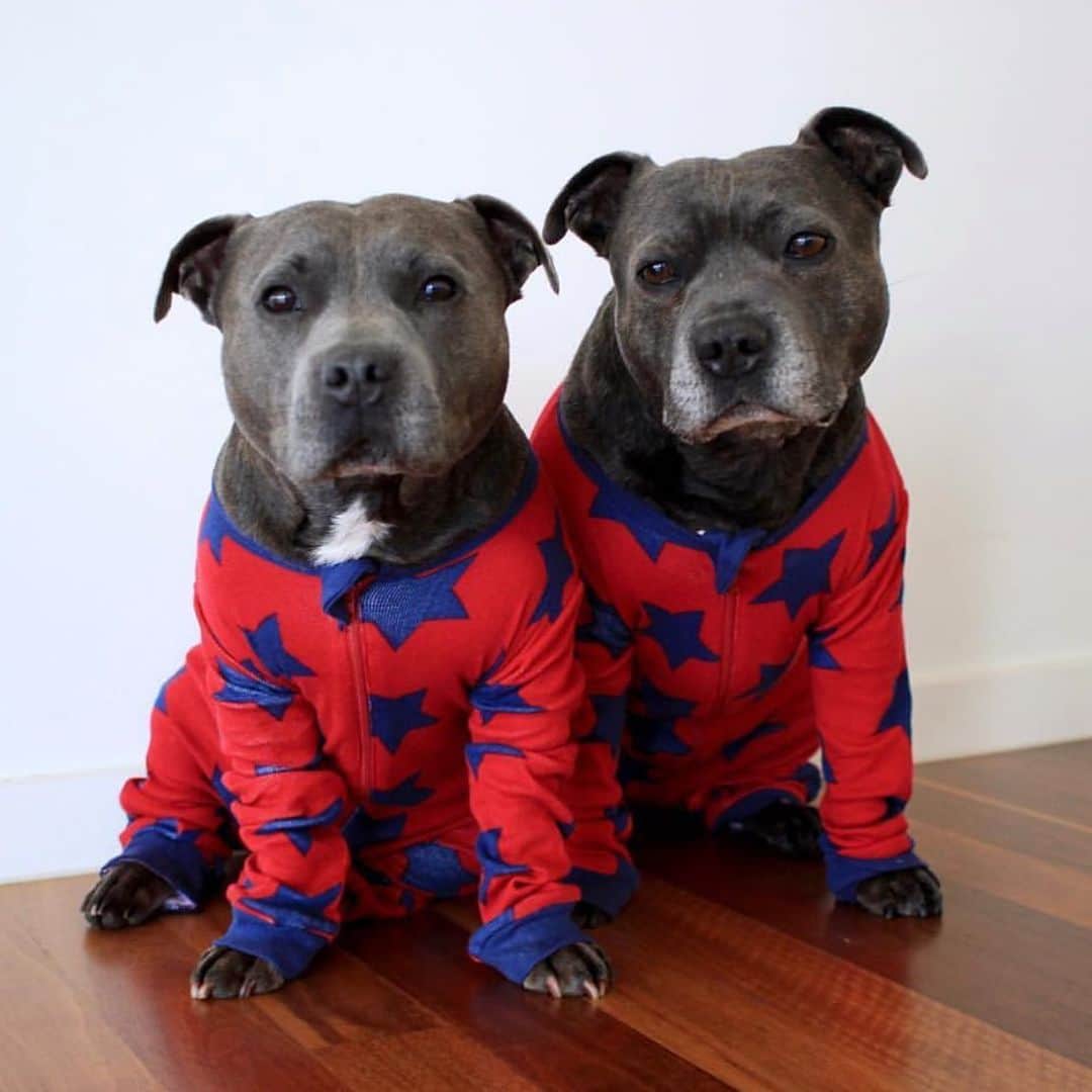 のインスタグラム：「Happy 4th of July to our Mercian friends!!! We would like to fank u for hot dogs, pepperoni pizza and cheeze fries! Be safe and have a v v v happy day! 🇺🇸🇺🇸🇺🇸」