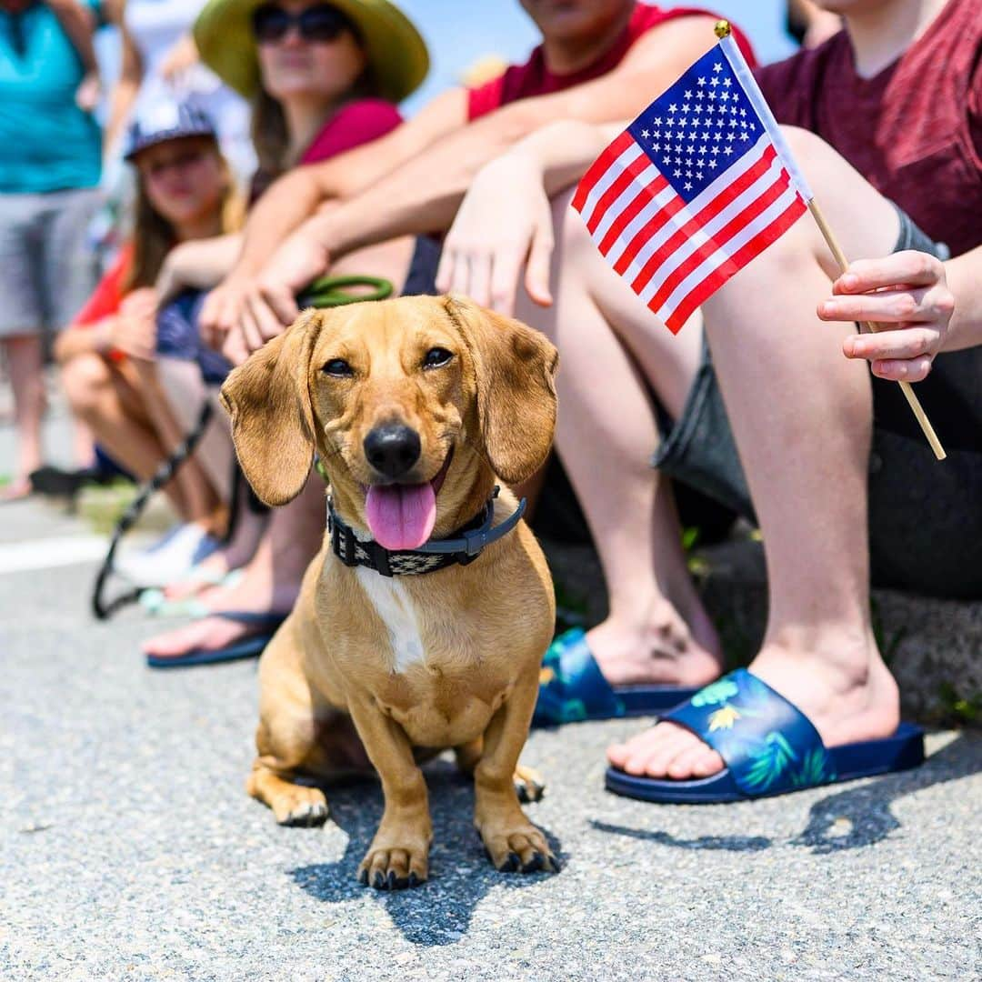 The Dogistさんのインスタグラム写真 - (The DogistInstagram)「Zeus, Dachshund mix (8 m/o), Woods Hole, MA • Happy 4th of July! 🇺🇸 🎇」7月5日 5時37分 - thedogist