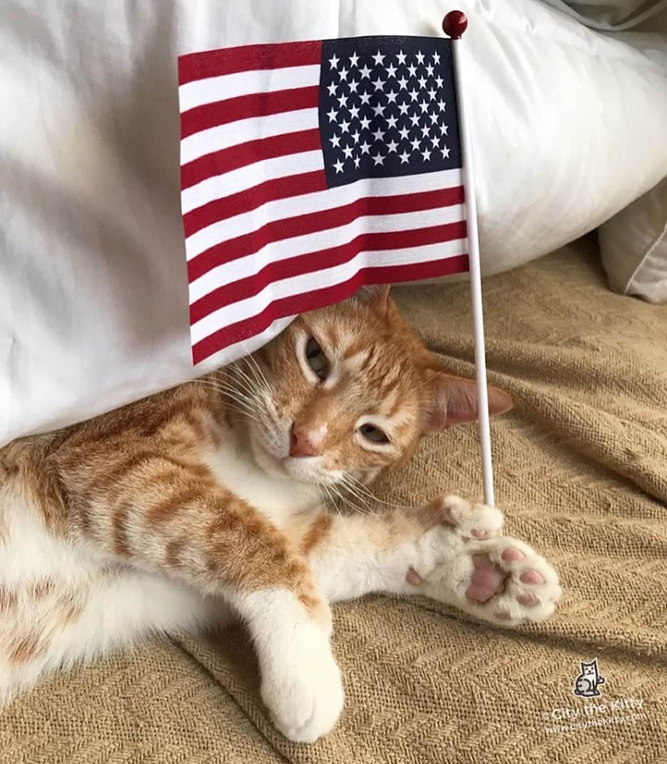 City the Kittyさんのインスタグラム写真 - (City the KittyInstagram)「Happy 4th! Hope you have a fun day! 🇺🇸 Please remember to keep your pets indoors in an area that is safe from the loud sounds of the fireworks!  #July4th #4thofJuly  #PawsNeedClaws #KnowTheFacts  citythekitty.org」7月5日 5時45分 - citythekitty