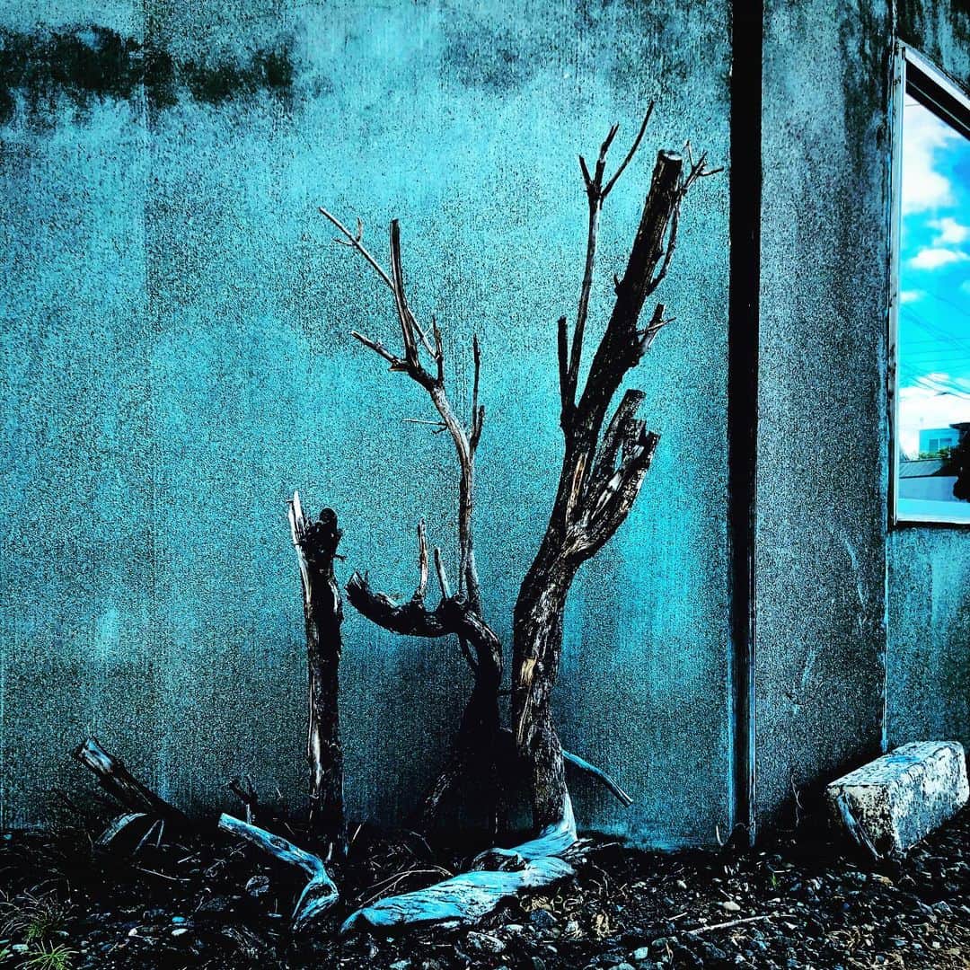 江田由紀浩さんのインスタグラム写真 - (江田由紀浩Instagram)「窓には青空。 #枯れ木 #窓 #青空」7月5日 5時56分 - eda_yukihiro