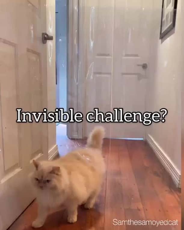 のインスタグラム：「Invisible challenge you say? Don’t waste my time 💢⠀ ⠀ 📹@samthesamoyedcat⠀ ⠀ Try it with your cat and remember to tag #meowedinvisiblechallenge to get a chance to be featured.⠀ ⠀ #meowed #samthesamoyedcat #meowedinvisiblechallenge #invisiblechallenge」