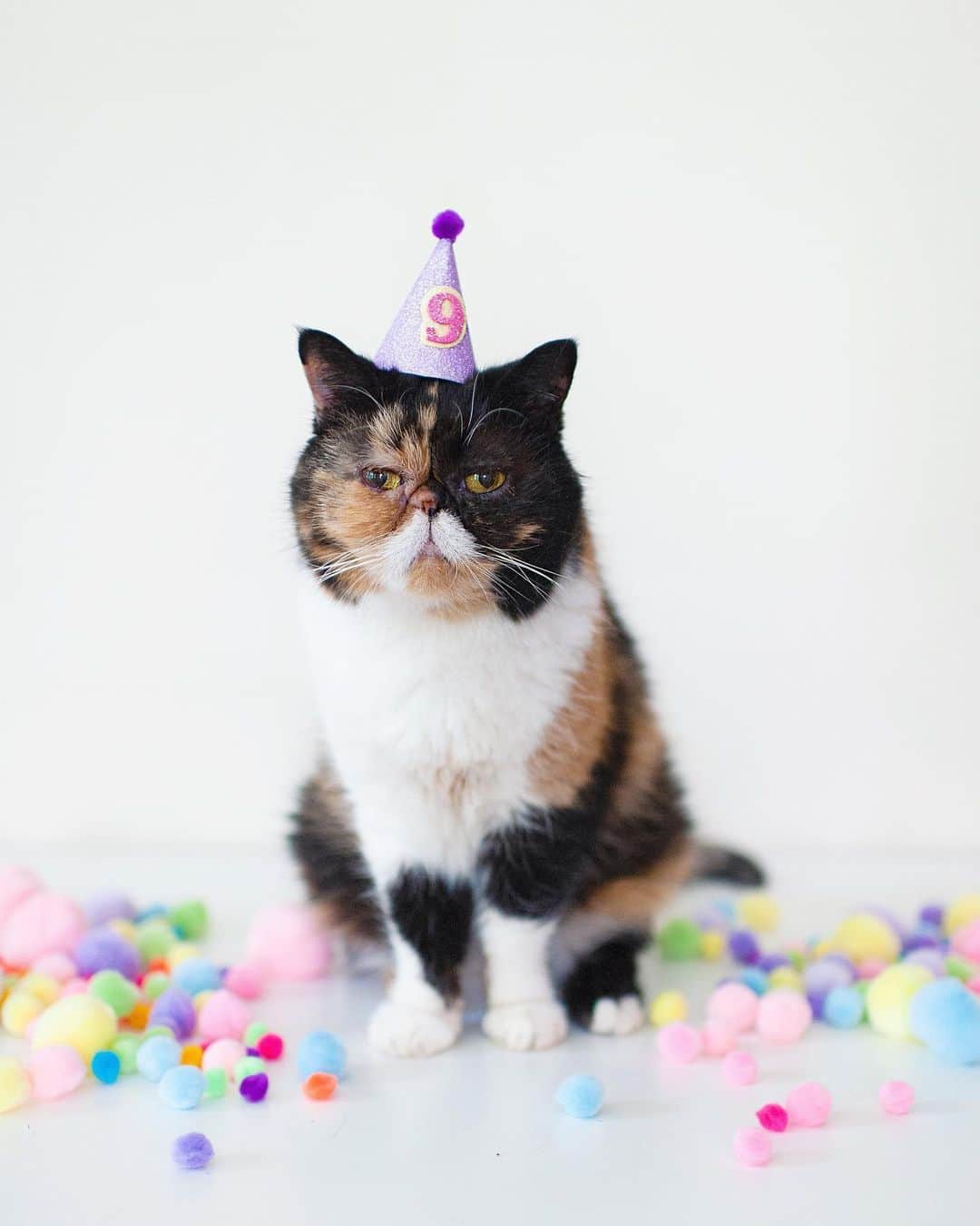 Pudgeのインスタグラム：「Tomorrow Pudge turns 9!! 🎂🍩🎉🎈 and we’ll be on our way to @meowfestival in Toronto. Come out and celebrate Pudge’s bday, snap a photo with her in her birthday hat, and grab some Pudge merch. Ticket proceeds benefit @torontocatrescu 💕」