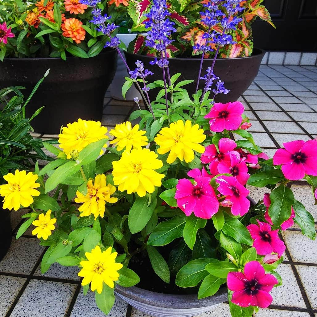 みながわゆみさんのインスタグラム写真 - (みながわゆみInstagram)「#よせうえ #寄せ植え #ジニア #じにあ #日日草 #にちにちそう #ニチニチソウ #ブルーサルビア #コリウス #色とりどり #黄色 #ピンク #ブルー #きれい #癒される #はなまっぷ #花まっぷ #花の写真 #花撮り #花写真 #花好きな人 #花好きな人と繋がりたい #写真好き #写真好きな人と繋がりたい #今日も頑張ろう #今日も素敵な一日を」7月5日 7時11分 - nama.09.19