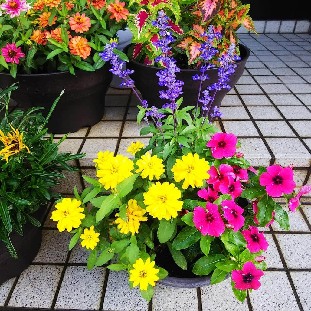 みながわゆみさんのインスタグラム写真 - (みながわゆみInstagram)「#よせうえ #寄せ植え #ジニア #じにあ #日日草 #にちにちそう #ニチニチソウ #ブルーサルビア #コリウス #色とりどり #黄色 #ピンク #ブルー #きれい #癒される #はなまっぷ #花まっぷ #花の写真 #花撮り #花写真 #花好きな人 #花好きな人と繋がりたい #写真好き #写真好きな人と繋がりたい #今日も頑張ろう #今日も素敵な一日を」7月5日 7時11分 - nama.09.19
