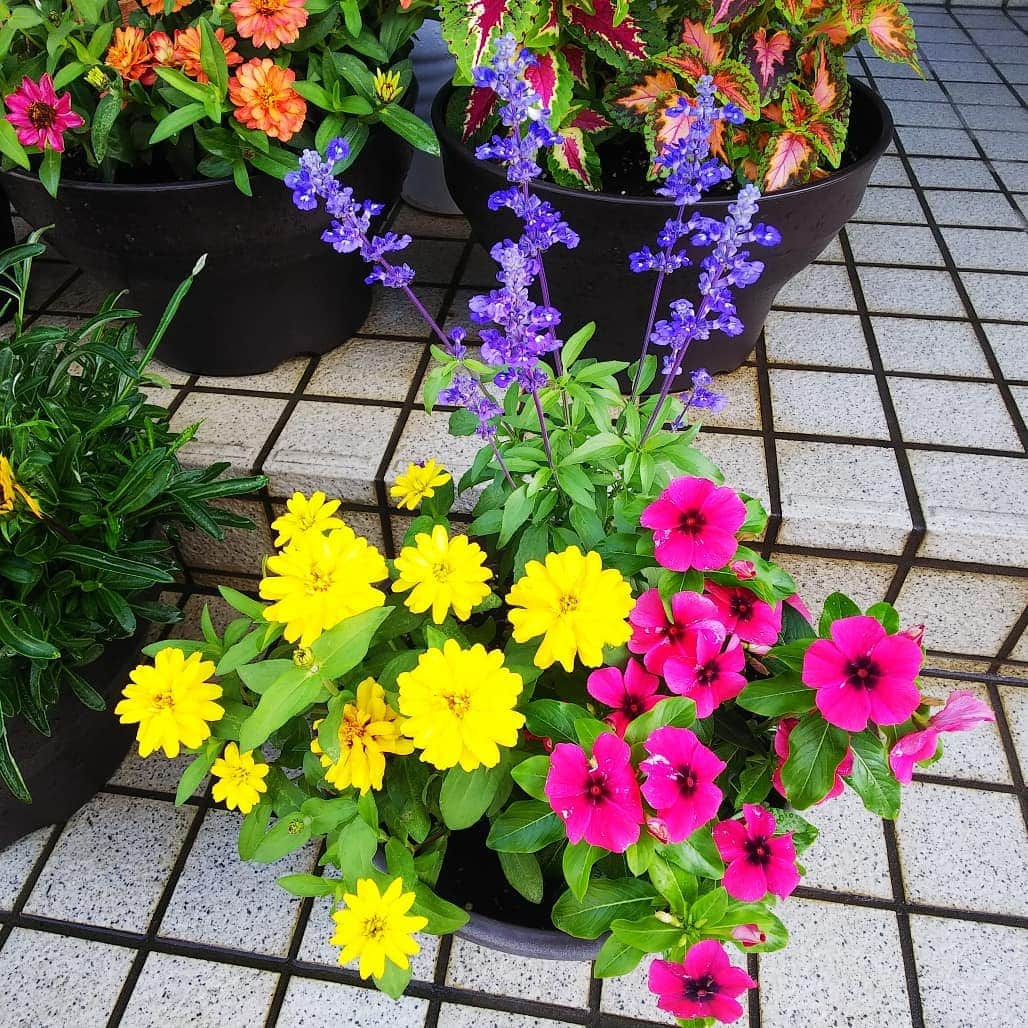 みながわゆみさんのインスタグラム写真 - (みながわゆみInstagram)「#よせうえ #寄せ植え #ジニア #じにあ #日日草 #にちにちそう #ニチニチソウ #ブルーサルビア #コリウス #色とりどり #黄色 #ピンク #ブルー #きれい #癒される #はなまっぷ #花まっぷ #花の写真 #花撮り #花写真 #花好きな人 #花好きな人と繋がりたい #写真好き #写真好きな人と繋がりたい #今日も頑張ろう #今日も素敵な一日を」7月5日 7時11分 - nama.09.19