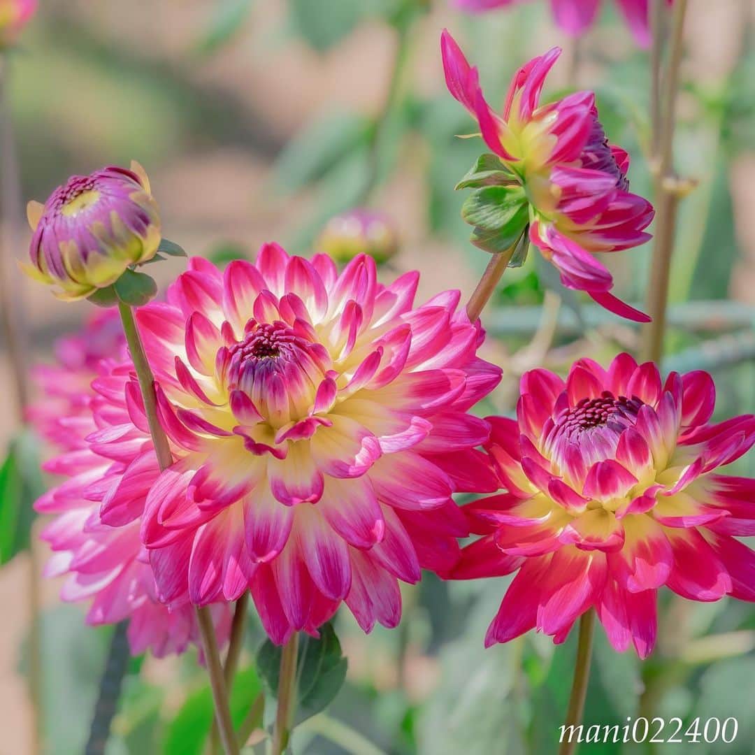 mani022400さんのインスタグラム写真 - (mani022400Instagram)「. 5 Jul. 2019 . Good morning🌸🌺🌹✨ . . . . . . 🌺🌺🌺🌷🌷🌷🌹🌹🌹🌸🌸🌸 ご訪問ありがとうございます🙇 . お花以外の写真は サブアカウントにポストしています。 良かったら、覗いてください🙇🙇 ⬇️⬇️⬇️ @mani0224000 . 🌺🌺🌺🌷🌷🌷🌹🌹🌹🌸🌸🌸 . . . 🔷🔷🔷🔷🔷🔷🔷🔷🔷 #カメラ好きな人と繋がりたい  #flower  #花 #flowers  #写真好きな人と繋がりたい love_bestjapan  serahana #ファインダー越しの私の世界  #花のある暮らし  #bns_lite #eclecticshow #explore_floral . #9vaga9  9Vaga_Rose9  9vaga_3flowers9  #floristsandflowers #ip_blossoms_member #fabulous_shots ig_flowers #ponyfony_flowers #meiko_flora_member meiko_roses  #myheartinshots #la_flowers #rainbow_petals #top_favourite_flowers  #quintaflower #inspiring_shot #phx_flowers #dreaming_in_macro flower_special_legend  nature_special_legend  #ind_flowers #tv_flowers #best_mmf_vipday  #best_beauty_flora_  9vaga_flowersart9 #ptk_flowers #fleur_noblesse_m .」7月5日 7時16分 - mani022400