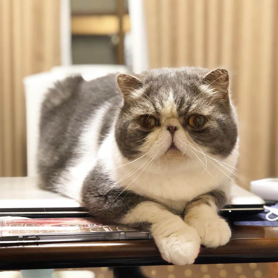 ムスカ(Muska)さんのインスタグラム写真 - (ムスカ(Muska)Instagram)「ノートパソコンに乗った猫💻🐈」7月5日 17時33分 - exotic_toshi