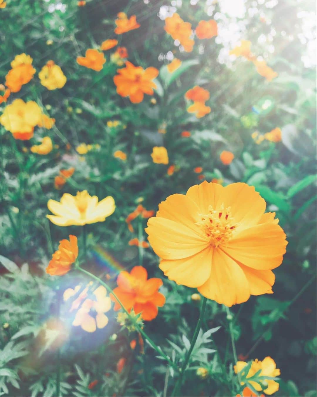 階上実穂さんのインスタグラム写真 - (階上実穂Instagram)「本日も発送完了いたしました👌💕届くのお楽しみに〜⑅◡̈* 写メはこの前、道端で見つけたかわいいお花🌼🌼🌼なんて名前なんだろう¨̮⋆ˀ̣ˀ̣」7月5日 17時53分 - miho_ishigami